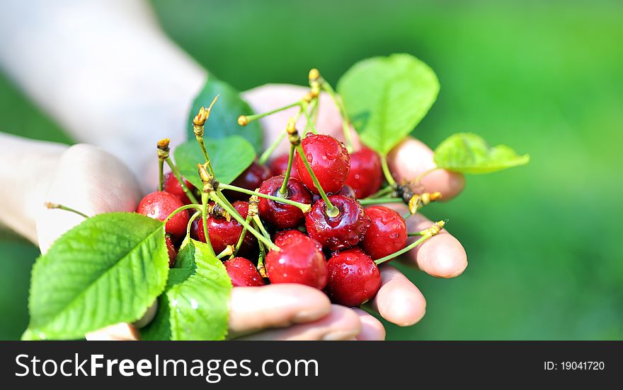 Cherries in woman hands in spring time