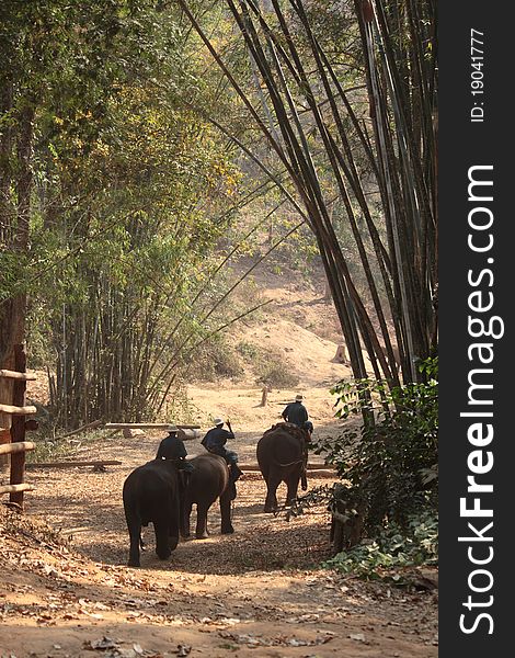 Asia elephant at chiangmai,Thailand