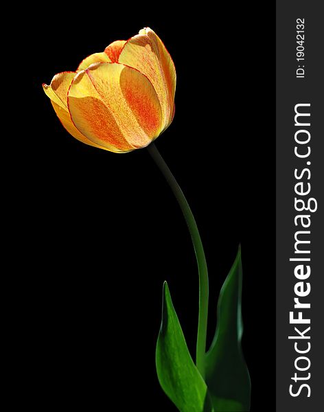 Yellow Tulip with red dots isolated on a black background. Yellow Tulip with red dots isolated on a black background