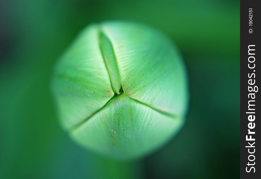 Bud Of Tulip Close-up