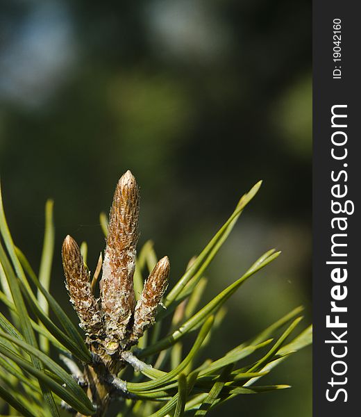 Close up on conifer with blur background at spring