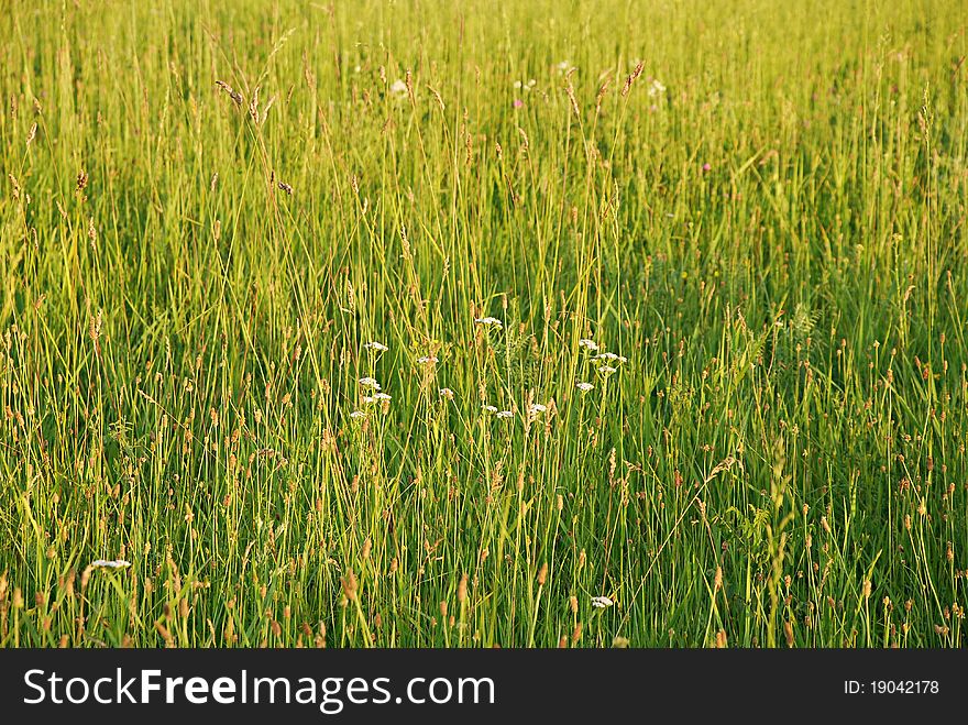 Grass with flowers, meadow spring background