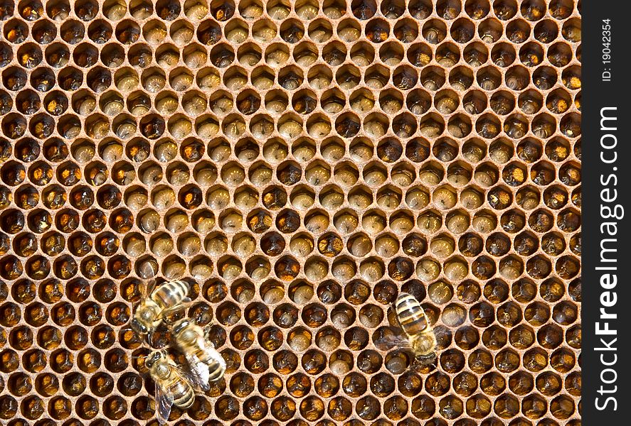 In the comb are the larvae of bees future. Adult bees feed them their milk. In the comb are the larvae of bees future. Adult bees feed them their milk.