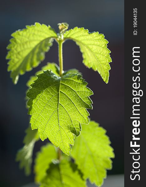 Closeup of a little green plant backlight