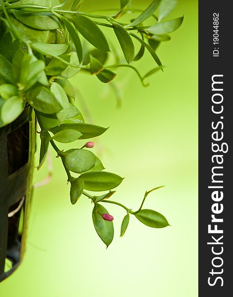 Hanging green plant with pink blossom decoration