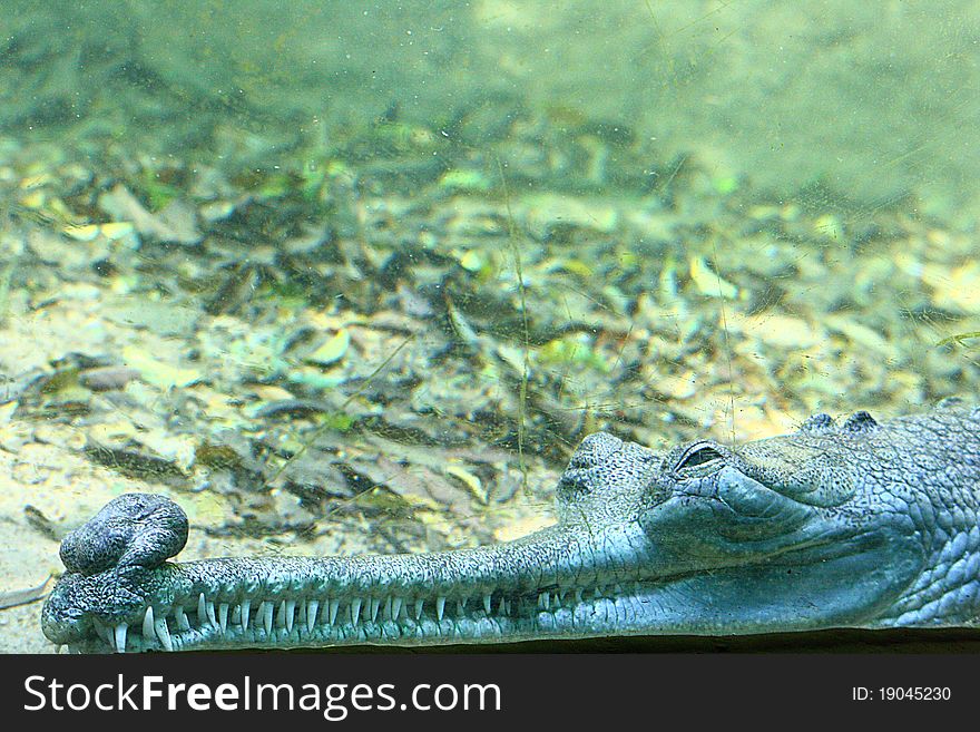 Under water photograph of a Gharial, commonly called as Indian Gavial. Gharial is listed as a critically endangered species by IUCN. Under water photograph of a Gharial, commonly called as Indian Gavial. Gharial is listed as a critically endangered species by IUCN.