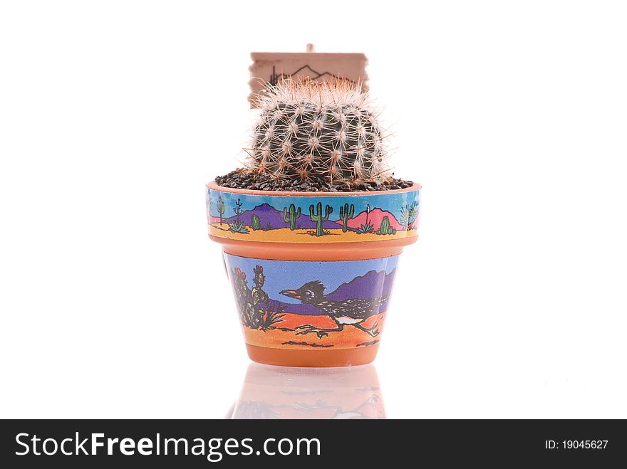 Cactus Desert Plant Growing in Pot