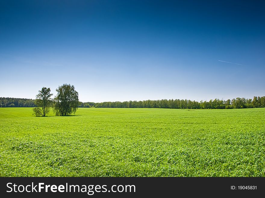 Green grass field under a blue bright sky. Green grass field under a blue bright sky