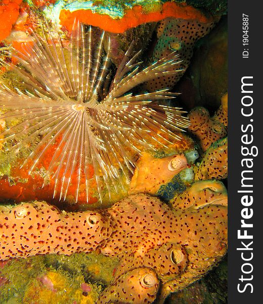 Featherduster Worm Over Sponge On Coral Reef