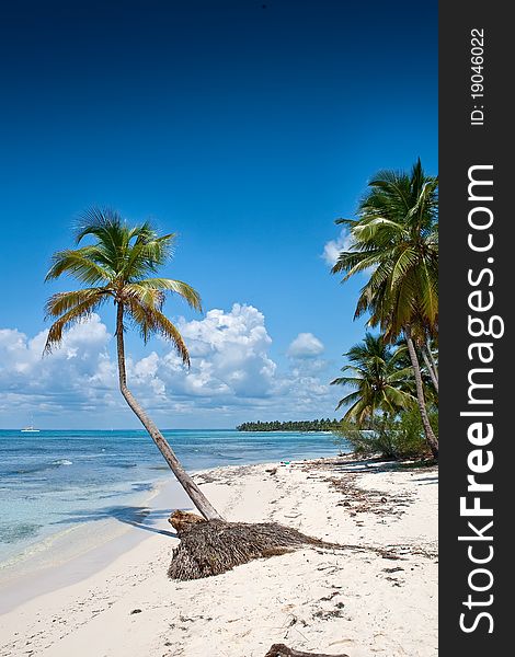 Green Palms On White Sand Beach Under Blue Sky