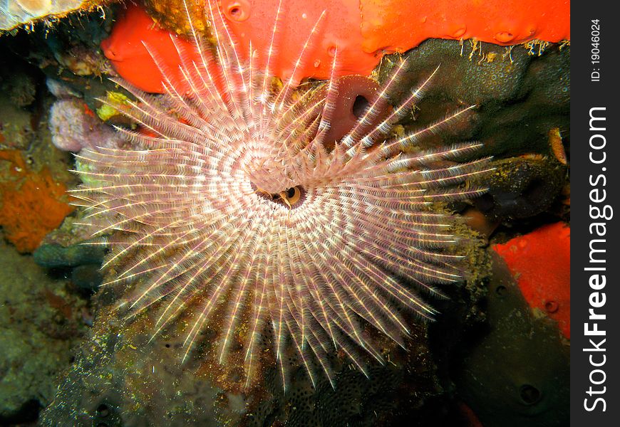 Featherduster Worm Over Sponge on Coral Reef In Dominica in the Caribbean