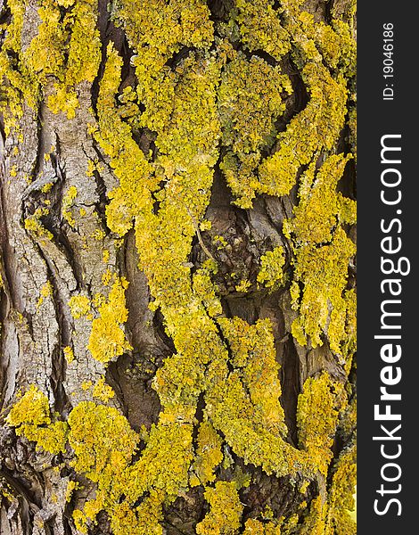 Wrinkled tree bark of pine overgrown of yellow lichen - wood texture background