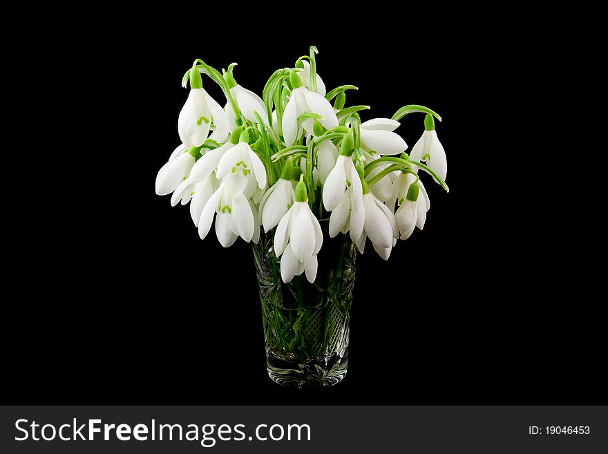 First spring flowers snowdrops bouquet in the glass isolated on the black background. First spring flowers snowdrops bouquet in the glass isolated on the black background