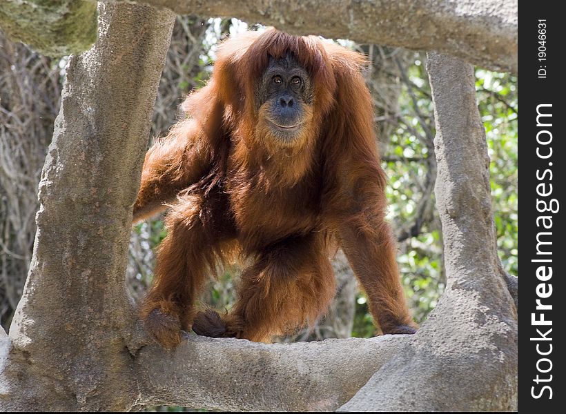 Orangutan looking through frame of artifical tree