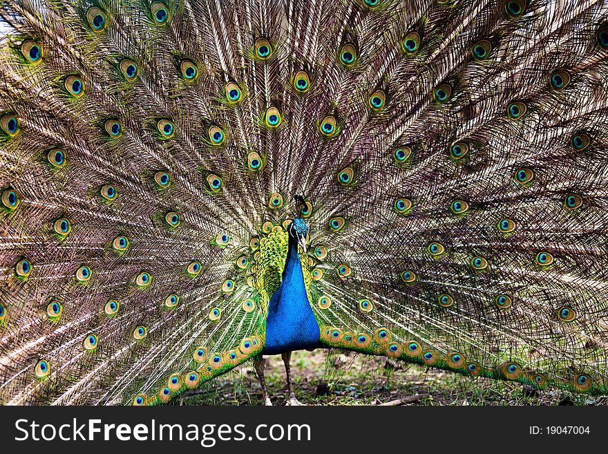 The beautiful peacock has fluffed up a tail showing the beauty