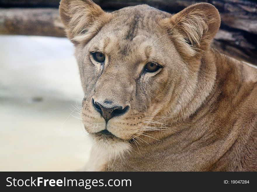 Close-up of a female lion