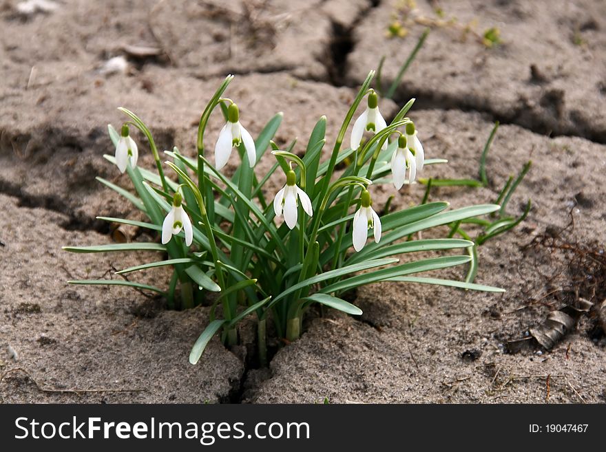 First spring flowers snowdrops are comming up the ground