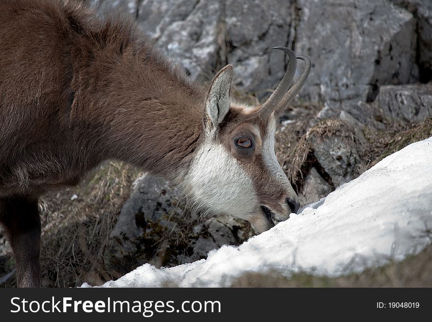 Mountain goat in Tatra Mountains