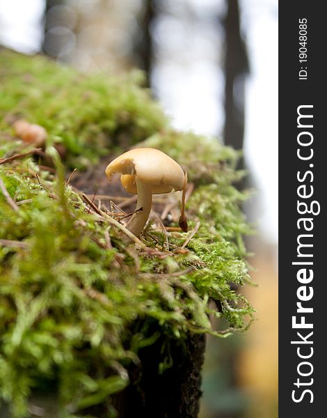 Mushroom and moss in a forest