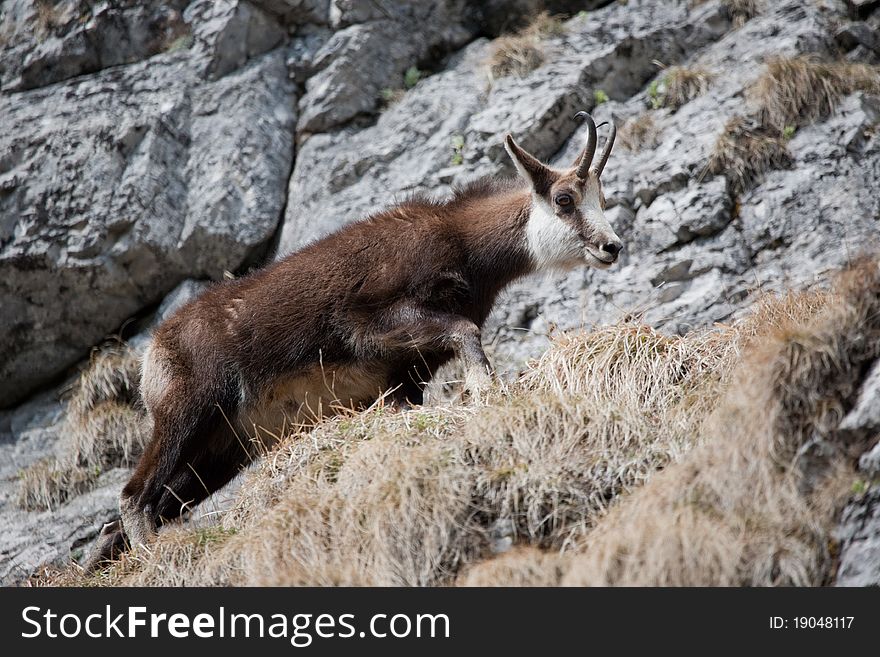 Mountain goat in Tatra Mountains