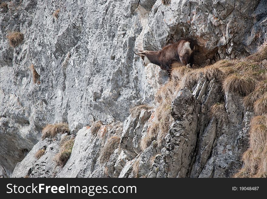 Mountain goat in Tatra Mountains