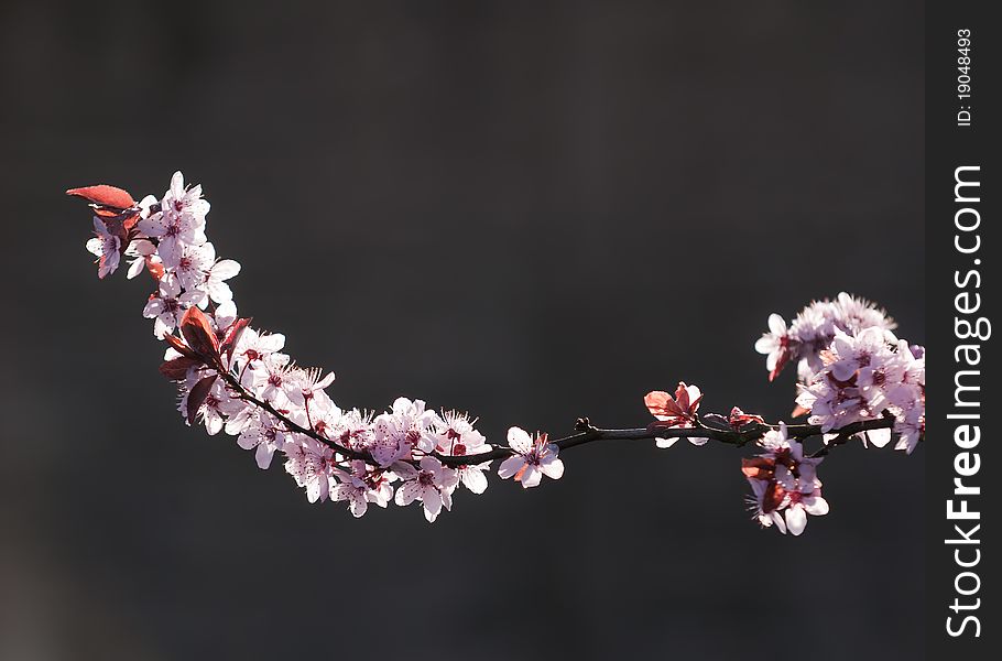 A  flowering branch with pink flowers