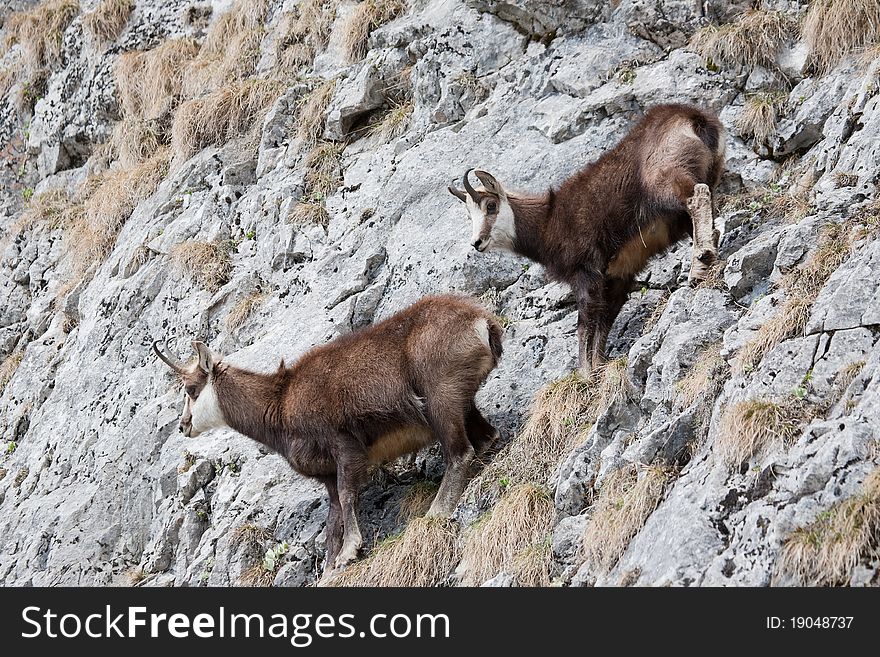 Mountain goats in the mountains