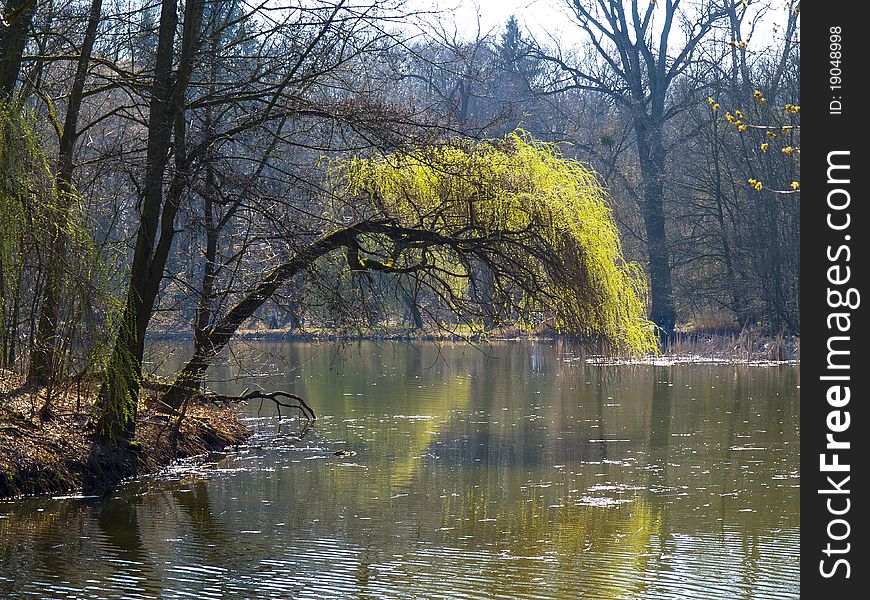 View tree leaning over a pond in early spring