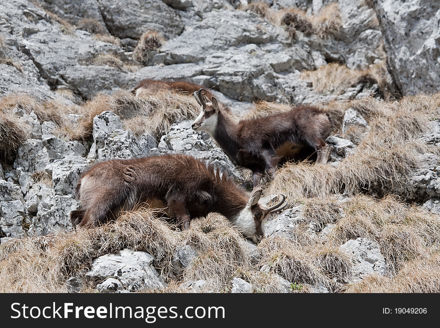 Mountain goats in the mountains