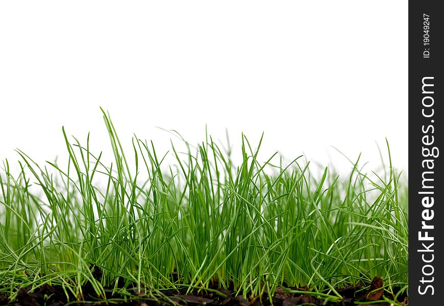 Green grass siolated against a white background