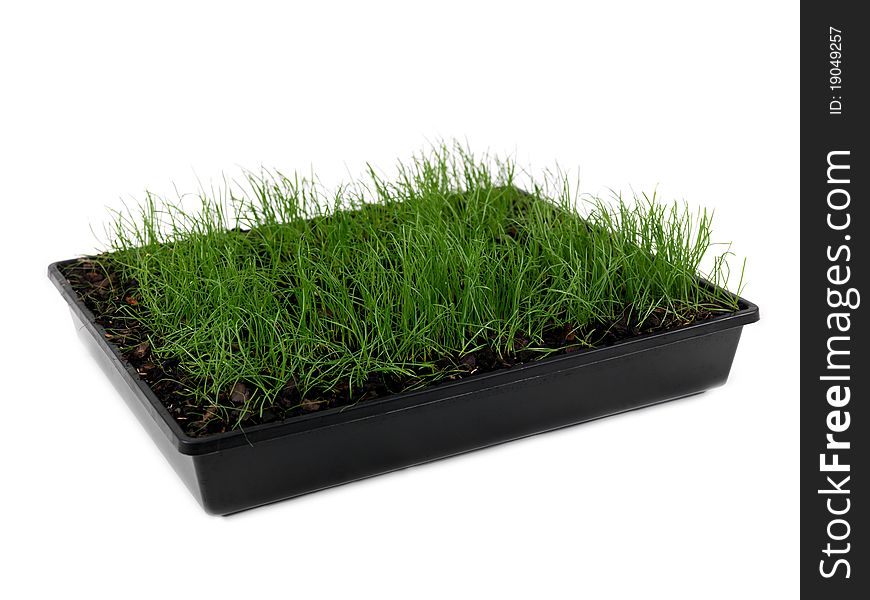 Green grass siolated against a white background