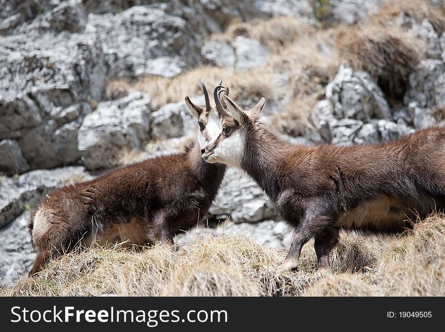 Mountain goats in the mountains