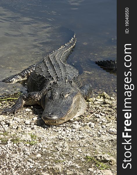 An Adult Alligator soaks up some early spring sunshine in the everglades national park. An Adult Alligator soaks up some early spring sunshine in the everglades national park