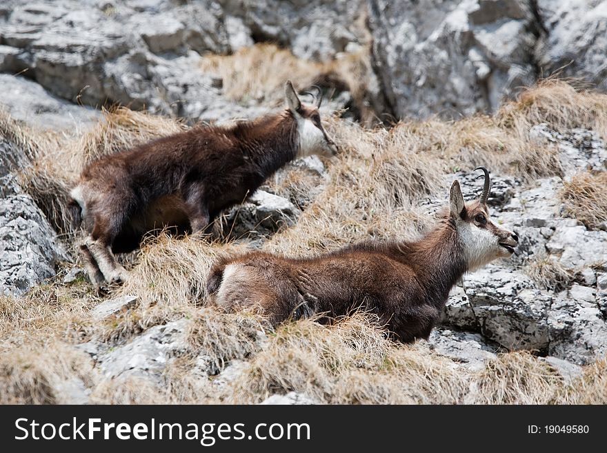 Wild alpine mountain goats