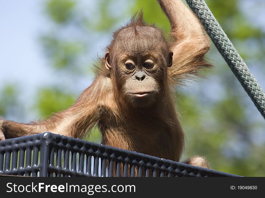 Baby Orangutan climbing on a rope outside.