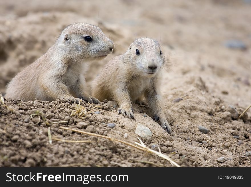 Prairie Dogs stand alert and at the ready.