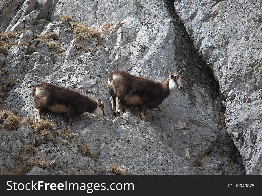 Mountain Goats On The Rocks
