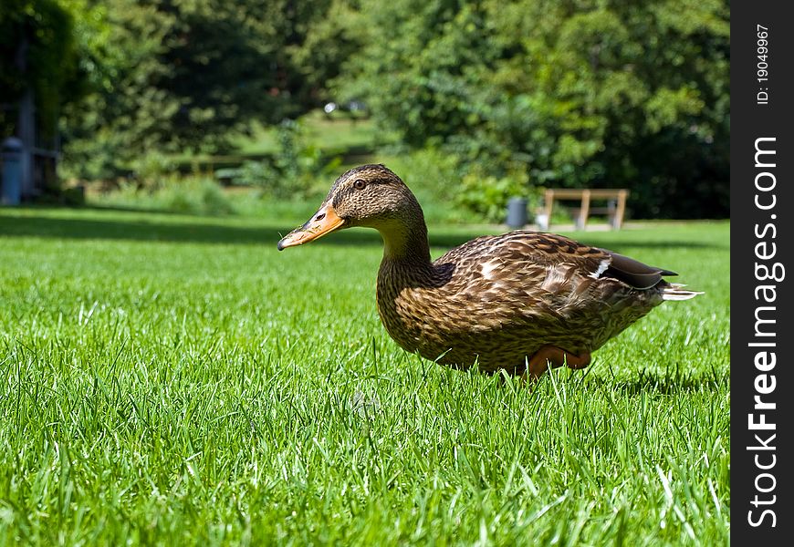 Young Mallard duck walking on the grass in a park