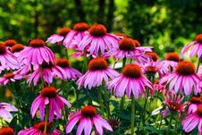 Echinacea Flowers Stock Image Echinacea Flowers Stock Image
