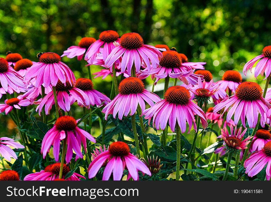 Echinacea Flowers