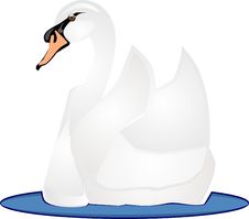 Swan Swimming On The Water.. Royalty Free Stock Photography