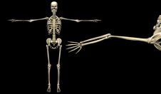 Human Skeleton Royalty Free Stock Image