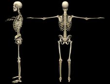 Human Skeleton Royalty Free Stock Photography Human Skeleton Royalty Free Stock Photography