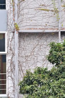 Building Covered By Vine Plant Royalty Free Stock Image Building Covered By Vine Plant Royalty Free Stock Image