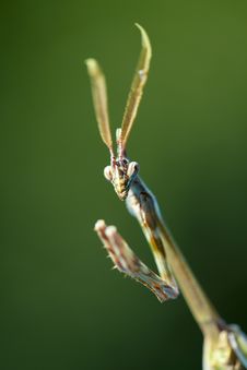 Free Mantis Stock Photo - 19052450