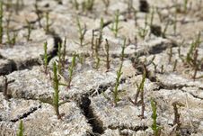 Salt Grass On A Dry Soil Royalty Free Stock Image Salt Grass On A Dry Soil Royalty Free Stock Image
