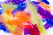 Feathers Stock Photo Feathers Stock Photo