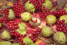 Chestnuts And Autumn Leaves Royalty Free Stock Photography
