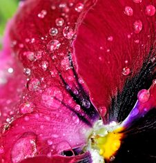 Raindrops On Flower Petals Royalty Free Stock Images Raindrops On Flower Petals Royalty Free Stock Images