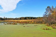 Green Marshy Lake In Forest Royalty Free Stock Images